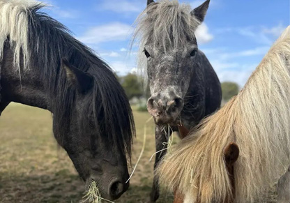 Three horses eat hay in a field.
